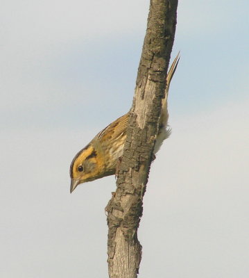 Nelson's Sharptail Sparrow