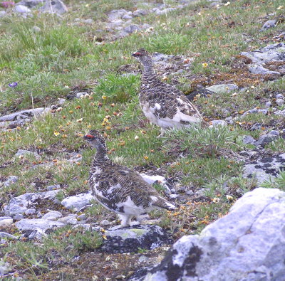 Rock ptarmigan (males)