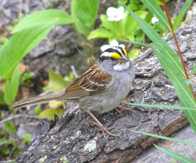 White throated sparrow