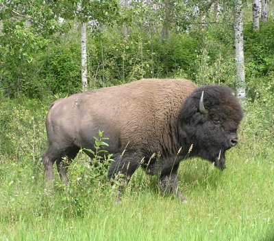 Bison