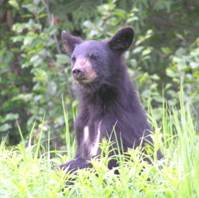 Black bear