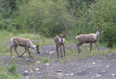 Caribou