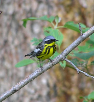 Magnolia warbler