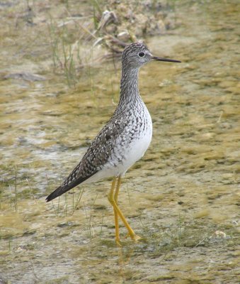 Lesser Yellowlegs