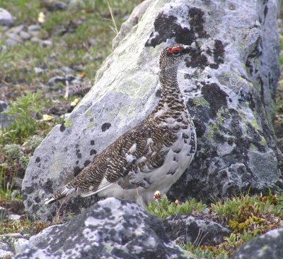 Rock ptarmigan