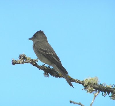 Western Wood Pewee