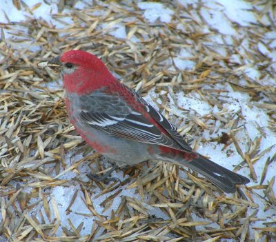 Pine Grosbeak (male)