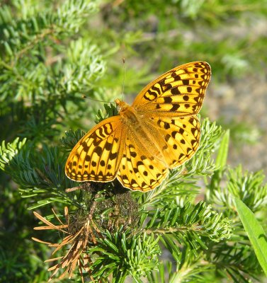 Butterfly
