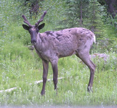 Caribou