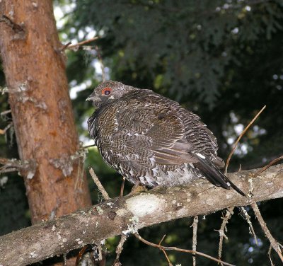 Spruce grouse (male) Image 6