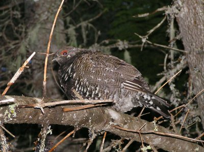 Spruce grouse (male) Image 7