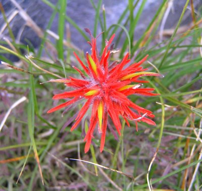 Scarlet paintbrush (Castelleja miniata)