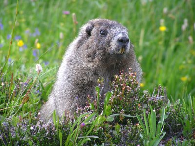 Hoary Marmot at Sunrise, Mt. Rainier