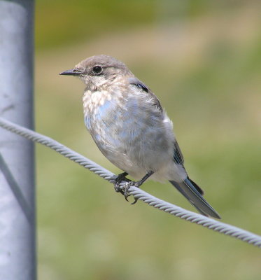 Mountain Bluebird (juvenile)
