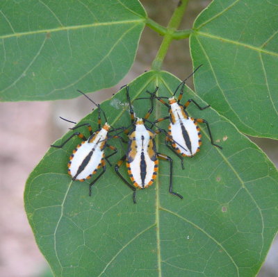 Beetle trio