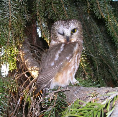 Northern Saw Whet Owl winking