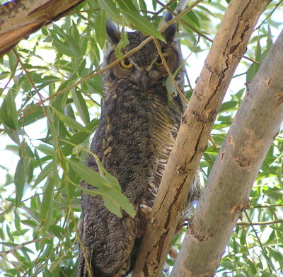Great Horned Owl