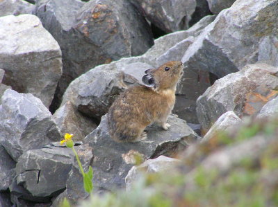 Pika