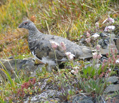 White tailed ptarmigan (male)