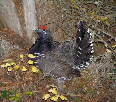 Spruce Grouse (displaying) Image 8