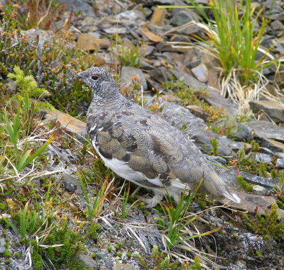 White tailed ptarmigan