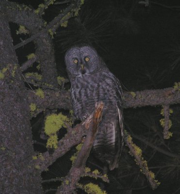 Great Gray Owl