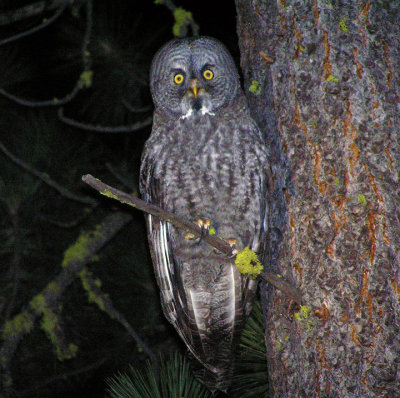 Great Gray Owl