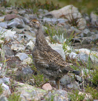 Sooty Grouse (chick)