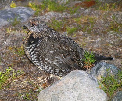 Spruce grouse (young male) Image 27