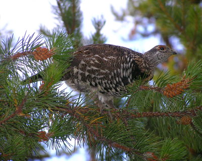 Spruce grouse (young male eating needles) Image 28