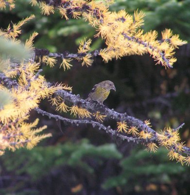 White winged crossbill (immature)