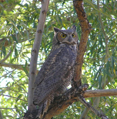 Great Horned Owl