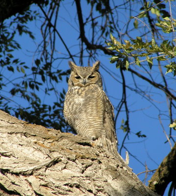 Great Horned Owl