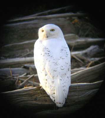 Snowy Owl