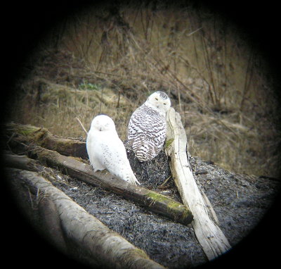 Snowy Owl pair