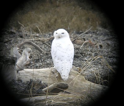 Snowy Owl