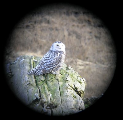 Snowy Owl