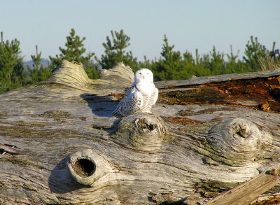 Snowy Owl