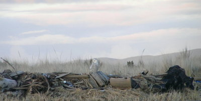 Snowy Owl