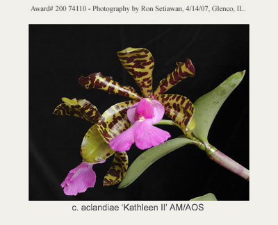 20074110 - Cattleya aclandiae 'Kathleen II' AM/AOS (82pts)