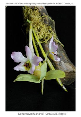 20077891 - Dendrobium trantuanii SilasCHM/AOS (81pts)