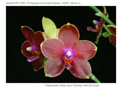 20077058 - Phalaenopsis Hilltop Jewel 'Dazzling' AM/AOS (81pts)