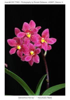 20077063 - Sarcochilus Hot Ice (no clonal name) HCC/AOS (78pts)