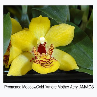 20061689 - Promenea Meadow Gold 'Amore Mother Aery' AM/AOS 83 pts.
