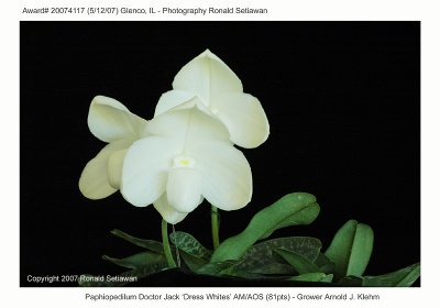 20074117 - Paphiopedilum Doctor Jack 'Dress Whites' AM/AOS (81pts)