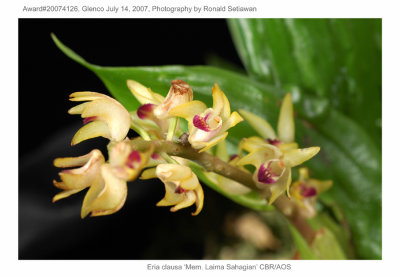 20074126 - Eria clausa 'Mem Laima Sahagian' CBR/AOS