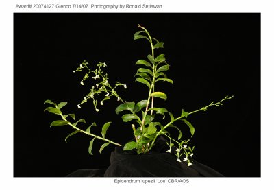 --Epidendrum lupezii 'Lou' CBR/AOS