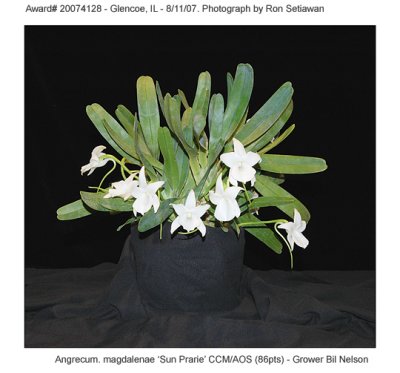 20074128 - Angrecum magdalenae 'Sun Prarie' CCM/AOS (86 pts)
