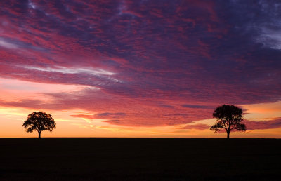 Twins at Dusk.jpg