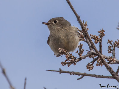 Ruby-crowned Kinglet2.jpg